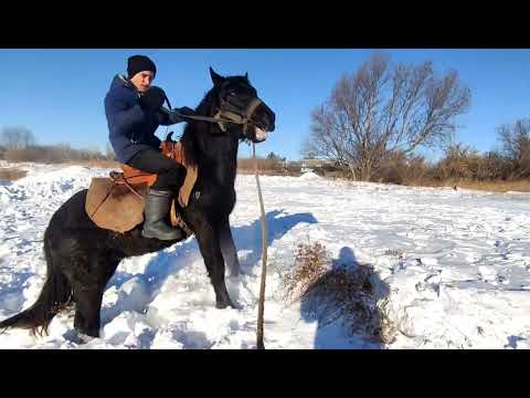 Видео: Жеребчик Султан дома. Чёрный принц удивил.