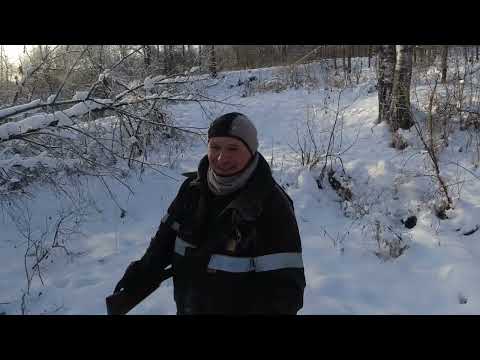 Видео: Поставил ловушку на медведя у его берлоги, а попала она...