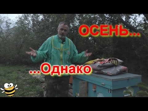 Видео: Осенние хлопоты на пасеке