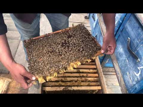 Видео: АСАЛАРИ ОИЛАСИНИ 2 РОМКАЛИК БУЛИШ СИРЛАРИ🐝.#АСАЛАРИЧИЛИК,#АСАЛАРИЧИЛИК_СИРЛАРИ 🐝.