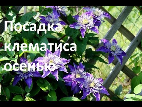 Видео: ПОСАДКА КЛЕМАТИСА  В ГРУНТ ОСЕНЬЮ