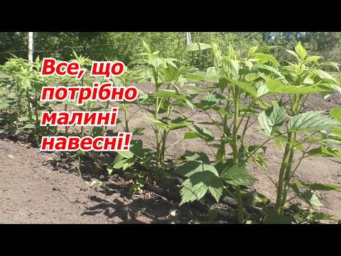 Видео: Малина значно підвищіть врожаї, якщо з нею так зробити навесні!