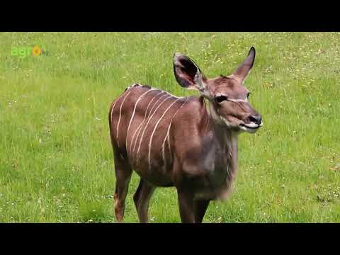 Видео: Благородни елени унищожават земеделски култури в Русенско