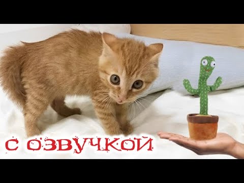 Видео: Приколы с котами! СМЕШНЫЕ КОТЫ И КОШКИ! С ОЗВУЧКОЙ! Самые смешные животные!