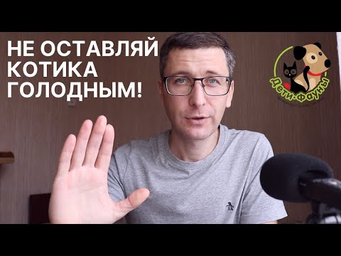 Видео: Кошка не хочет есть | Как накормить кошку? 7 способов