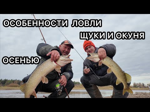 Видео: ОСОБЕННОСТИ ЛОВЛИ ЩУКИ И ОКУНЯ ОСЕНЬЮ!!!