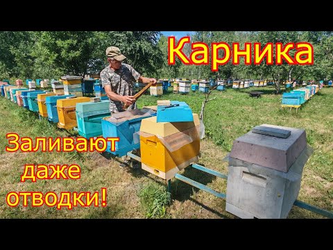 Видео: КАРНИКА ЗАЛИВАЕТ МЁДОМ!  Работа с ШЕСТИРАМОЧНИКАМИ! Главный взяток в Сибири!
