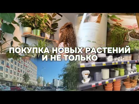 Видео: Обзор новых растений🪴покупки с Авито, WB, Ленты