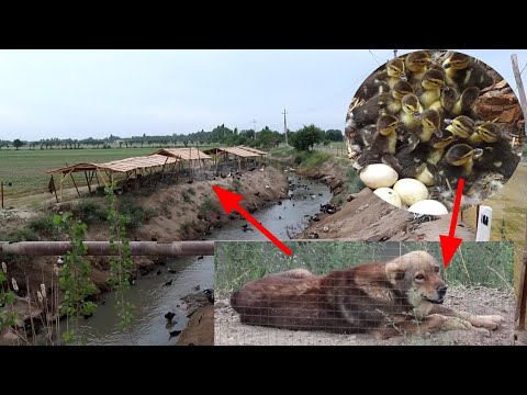 Видео: Одамлар бундай итдан эхтиёт булинг 1000 та Индоутка