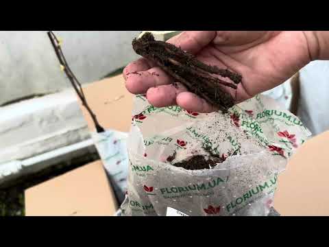Видео: Розпаковка посилки від Florium.ua. Купили саджанці різних рослин. Колоновидні саджанці. Піон. Малина