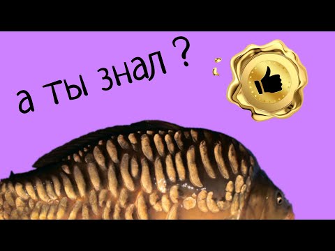 Видео: РЫБАКИ МОЛЧАЛИ ! Пришло время рассказать Вам всю правду !!!