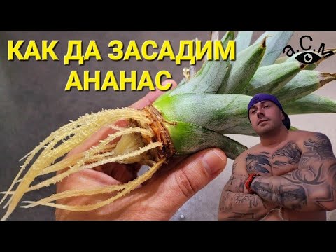 Видео: КАК ДА ЗАСАДИМ АНАНАС В САКСИЯ    а.С.м