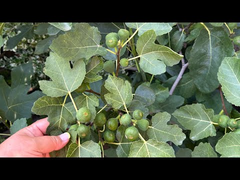 Видео: Інжири контейнерні у серпні , перспективи плодоношення 😉