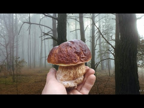 Видео: Грибне полювання у царстві туману Густий туман, ліс і гігантські гриби — справжнє диво природи!