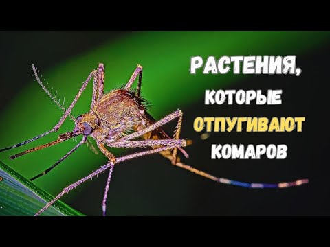 Видео: 7 растений, которые отпугивают комаров - для огорода и дома