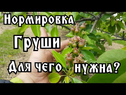 Видео: ДЛЯ ЧЕГО ДЕЛАЕТСЯ НОРМИРОВКА