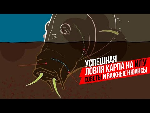 Видео: МОНТАЖ и ОСНАСТКА для ЛОВЛИ КАРПА на ИЛУ! ♻️ Как поймать РЫБУ на ИЛИСТОМ ВОДОЕМЕ?