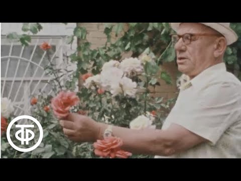 Видео: Наш сад. Осенние работы в саду. О разнообразии тыквенных (1983)