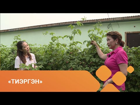 Видео: «Тиэргэн» (27.07.21)