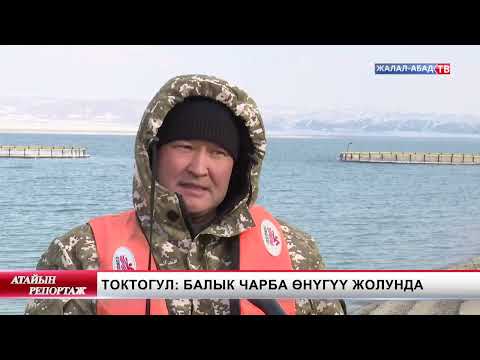 Видео: Токтогул: Балык чарба өнүгүү жолунда
