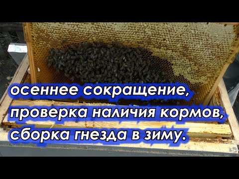 Видео: СОКРАЩЕНИЕ, ПРОВЕРКА КОРМОВ, СБОРКА ГНЕЗДА В ЗИМУ.