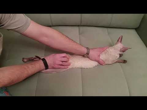 Видео: Как помочь кошке, когда она хочет кота. How to help a cat. У кошки течка. Смотреть описание видео!