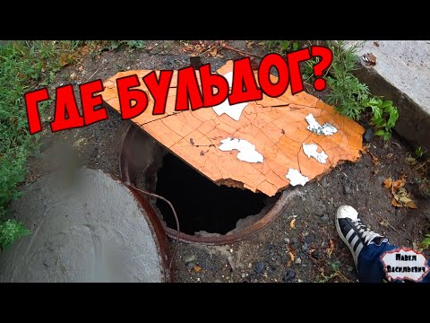 Видео: В ПОИСКАХ ИЗБИТОГО БУЛЬДОГА / СЕНСАЦИОННАЯ НОВОСТЬ / 265 серия (18+)