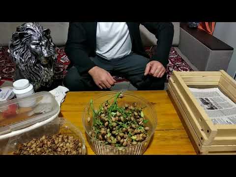 Видео: Семена табака. Что да как.