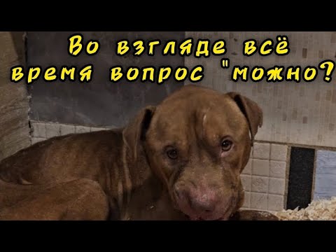 Видео: Спасение бедного Стича...Откуда же он попал к нам такой?