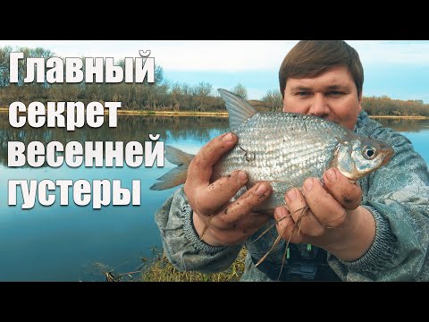 Видео: Как ловить густеру в апреле? Рыбалка на фидер на Дону!