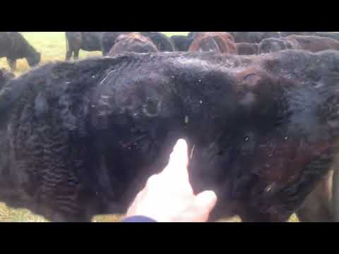 Видео: Делайте эти 3 вещи каждое утро при переходе на неселективный выпас!