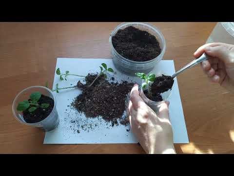 Видео: Пикировка ТОМАТОВ.Гномы.