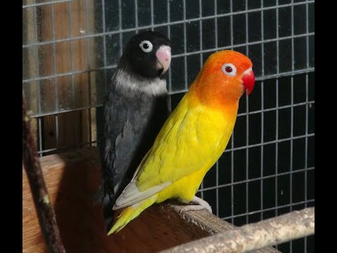Видео: Голуби. Размножение попугаев.