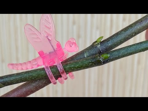 Видео: РАЗМНОЖЕНИЕ орхидеи ЧЕРЕНКАМИ В ВОДЕ ЧАСТЬ #2