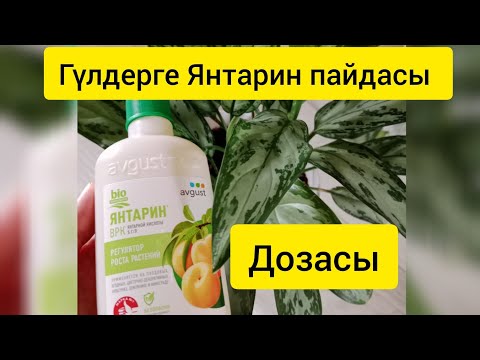 Видео: ГҮЛДЕРГЕ ЯНТАРИН ПАЙДАСЫ МЕН ДОЗАСЫ