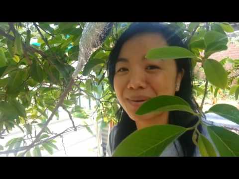 Видео: Опыление Анноны