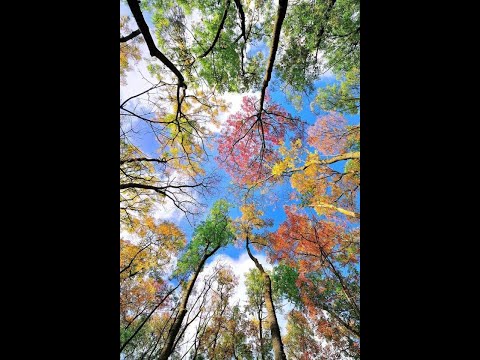 Видео: Экскурсия по ГУО "Средняя школа №11 г. Слуцка"