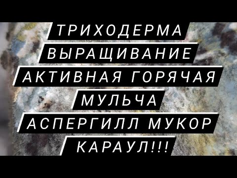 Видео: Внимание! Триходерма выращивание дома активная горячая мульча Аспергил