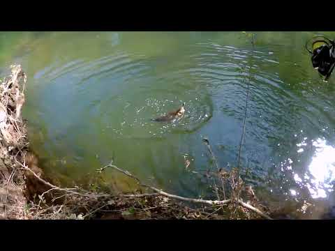 Видео: кефали от велека гол след гол 05.06.22