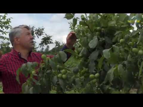 Видео: №94 Літня обрізка горіха третього року від посадки