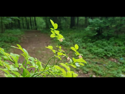 Видео: ПЕНИЕ ЛЕСНЫХ ПТИЦ. УРОК 8. УЧИМ ПОПУГАЯ ПЕТЬ КРАСИВЫЕ ТРЕЛИ!