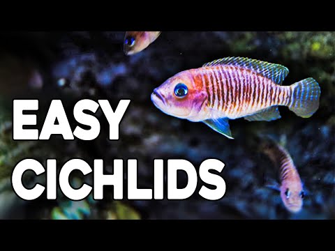 Видео: Руководство по ракушковым цихлидам — лучшие африканские цихлиды для небольших аквариумов