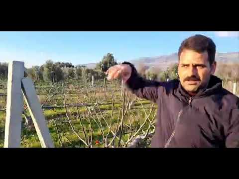 Видео: МЫНДАЙ УНИКАЛДУУ БАКТЫ КУНДО КОРО БЕРБЕЙСИНЕР АНЖИР БАГЫ😱😱😱