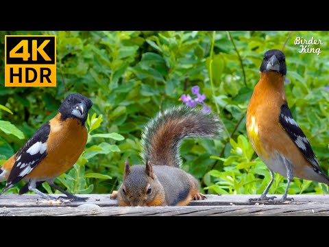 Видео: КОШКА ТВ 😺 Волшебные птицы и белки летом 🐦🐿 8 часов (4K HDR)