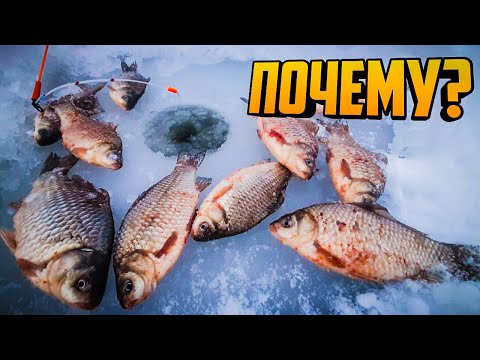 Видео: Почему никто не ловит а мы сразу ловим карася, Ловля карася зимой со льда 2021, Карась