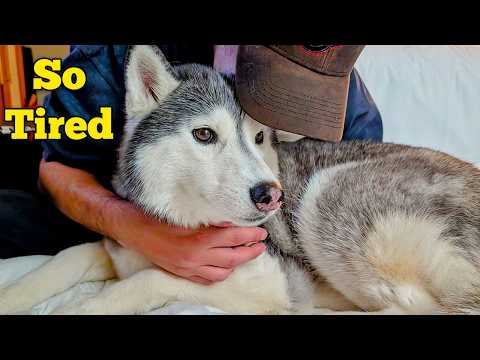 Видео: Наши хаски ИЗМУЧИЛИСЬ (счастливая усталость!)
