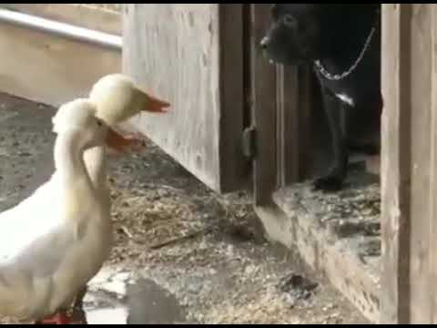 Видео: Pra(Killa'Gramm) | Кто ты такой