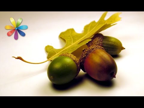 Видео: Маска из желудей сделает вашу кожу упругой и молодой! – Все буде добре. Выпуск 692 от 22.10.15