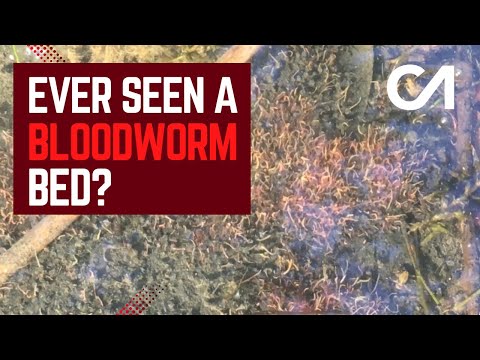 Видео: ВЫ КОГДА-НИБУДЬ ВИДЕЛИ КРОВАТЬ-ЧЕРВЕЙ?!