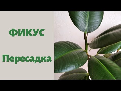 Видео: ФИКУС каучуконосный. ПЕРЕСАДКА.